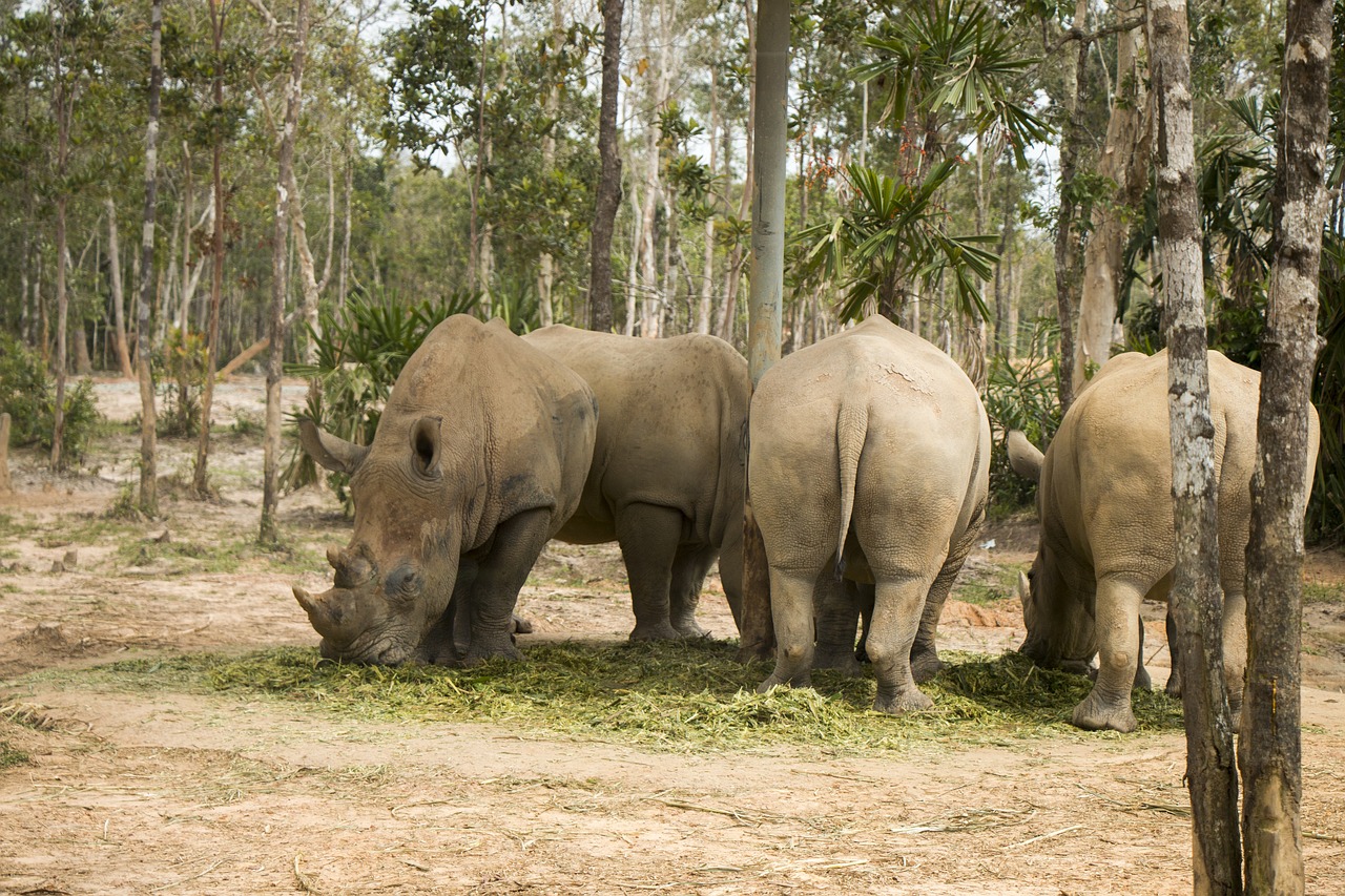 rhinoceros  safari  animal free photo