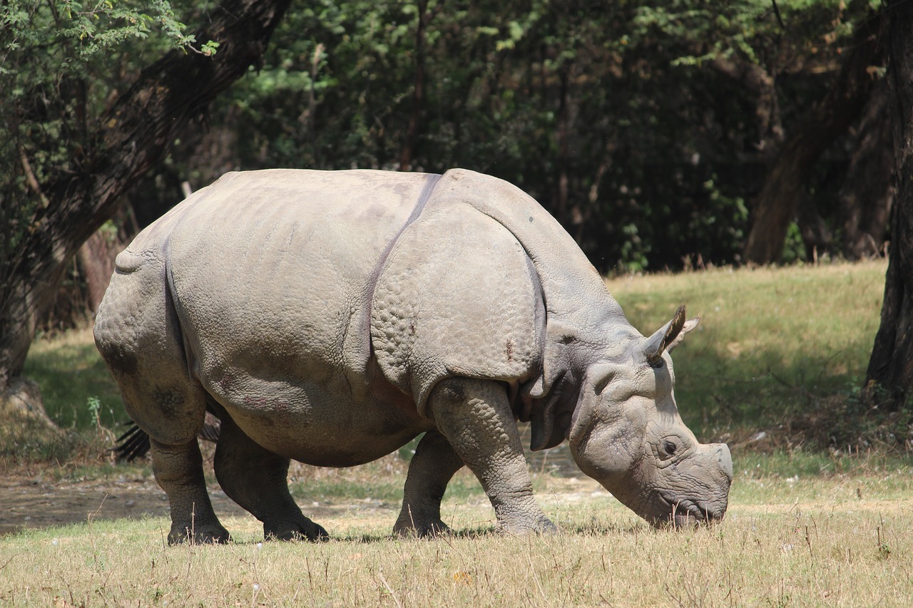 rhinoceros  zoo  animal free photo