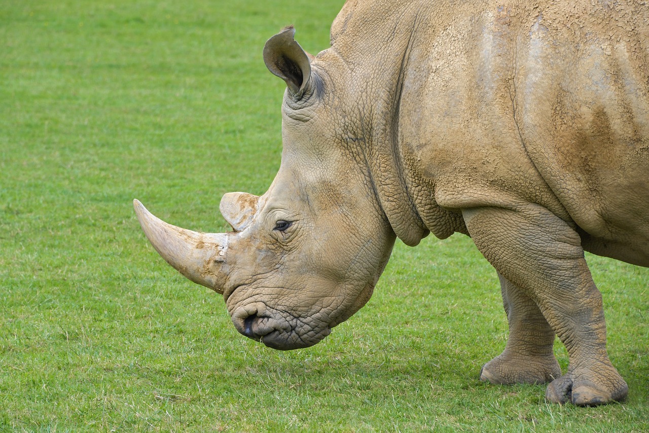 rhinoceros  grass  horn free photo