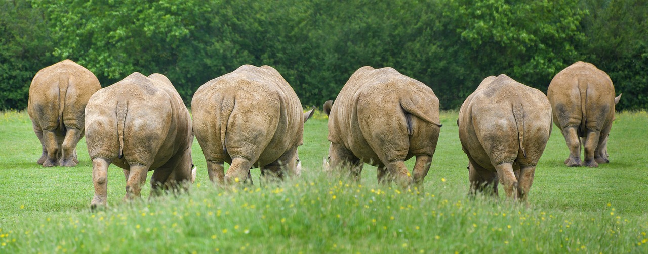 rhinoceros  mounting  animal free photo