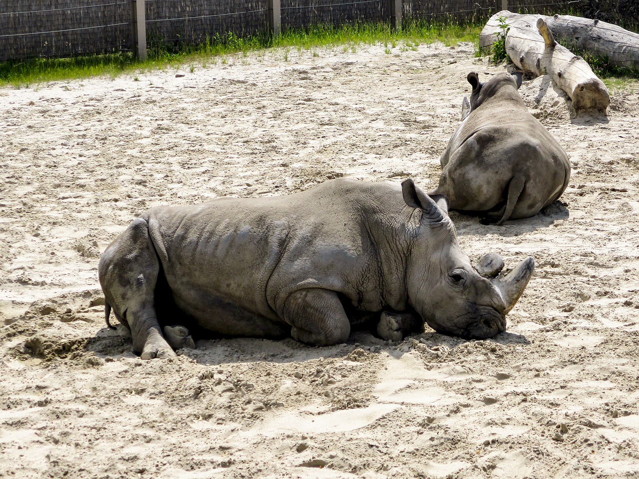 rhinoceros  rest  calm free photo