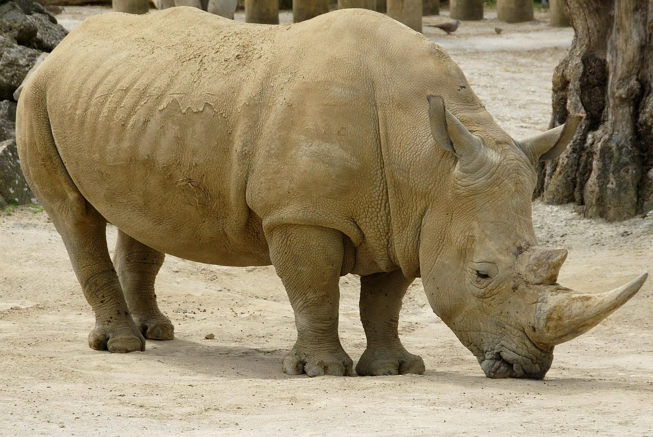 rhinoceros animal african free photo