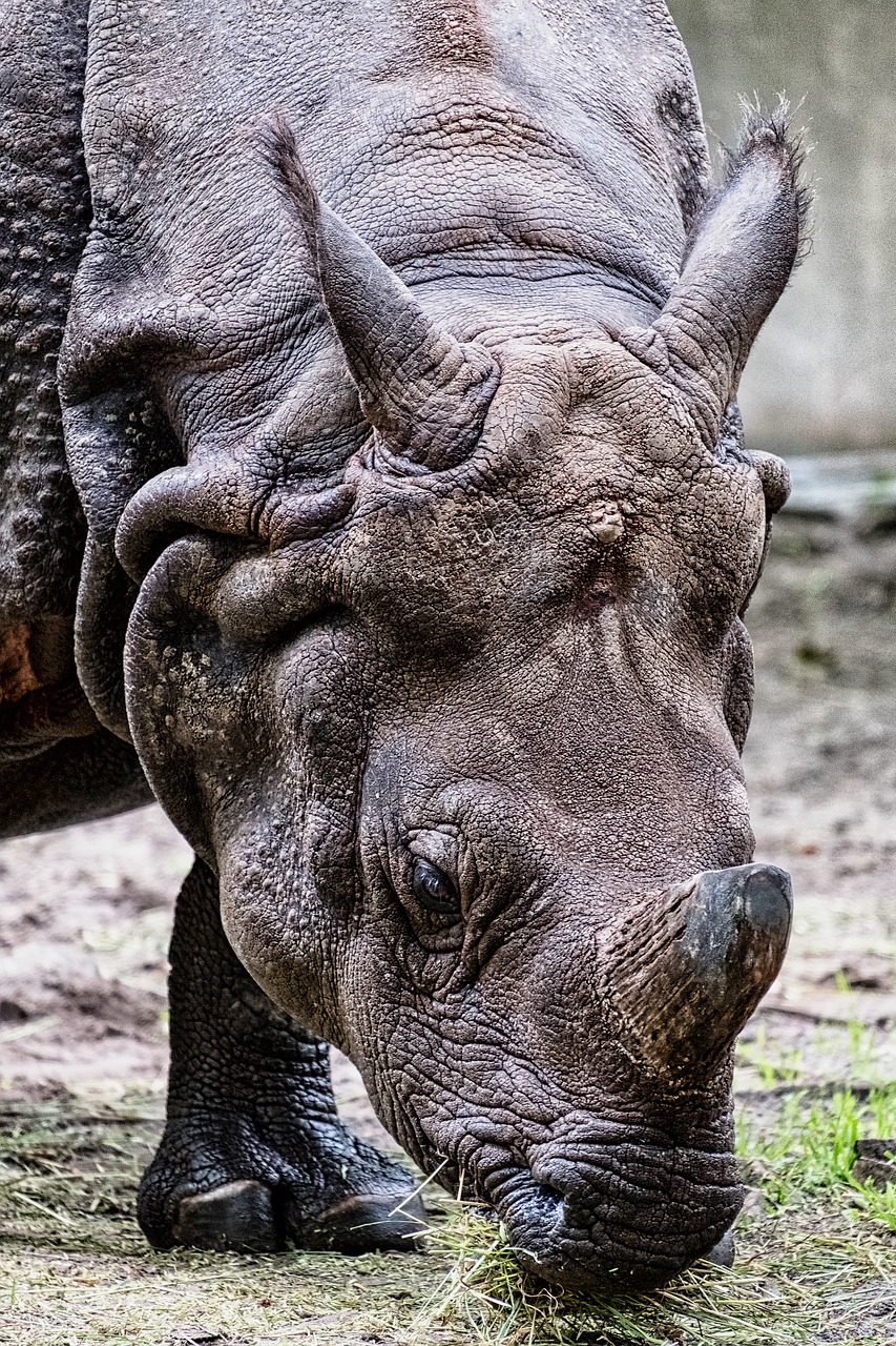 rhinoceros  zoo  animal free photo