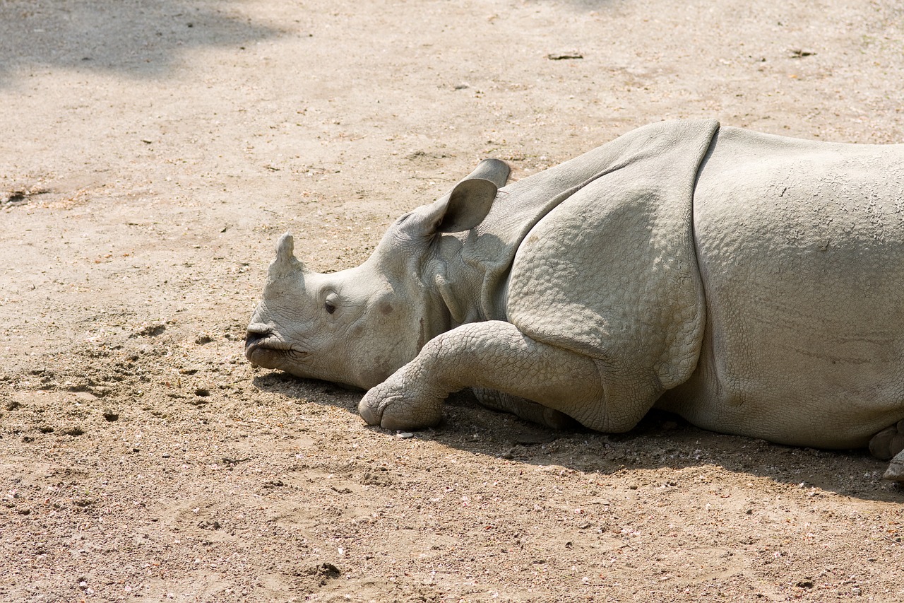 rhinoceros  rhino  animal free photo