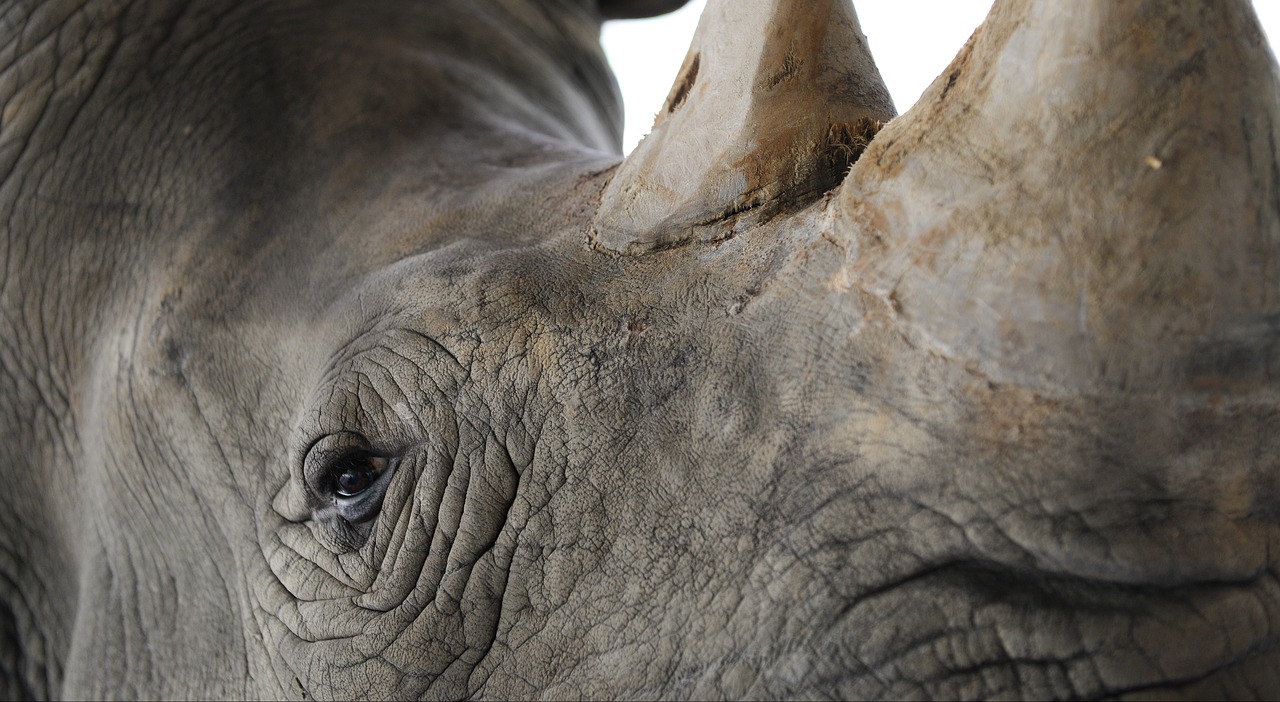 rhinoceros  closeup  pachyderm free photo