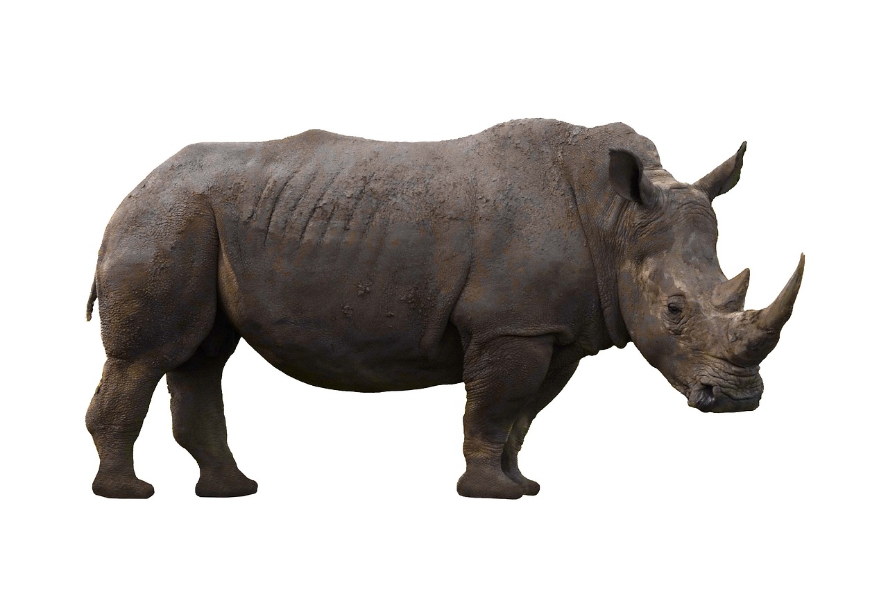 rhinoceros  animal  rhino free photo