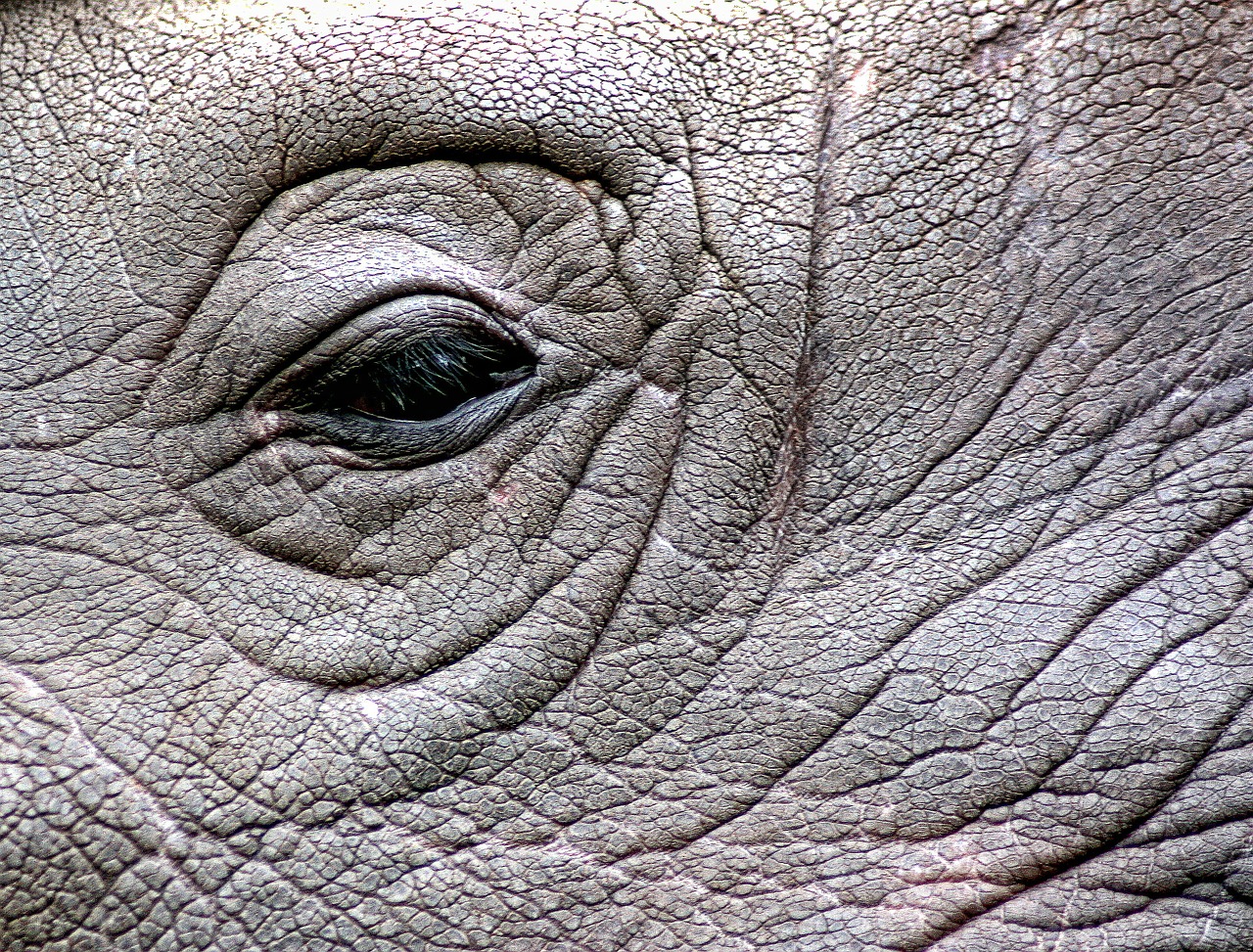 rhinoceros rhino eye free photo