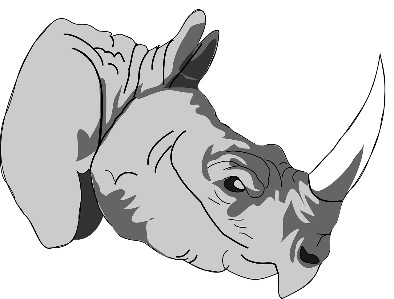 rhinoceros head face free photo
