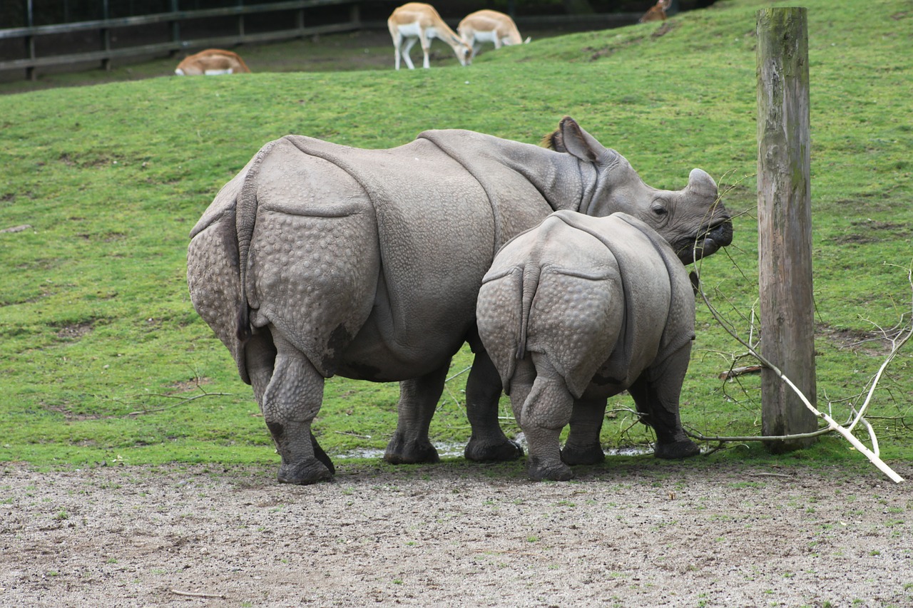 rhinoceros animal mammal free photo