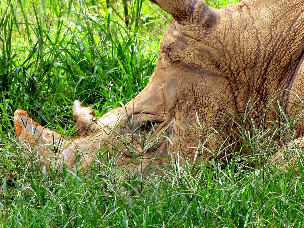 rhinoceros animals head free photo