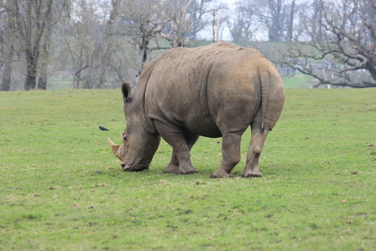 rhinoceros rhino grazing free photo