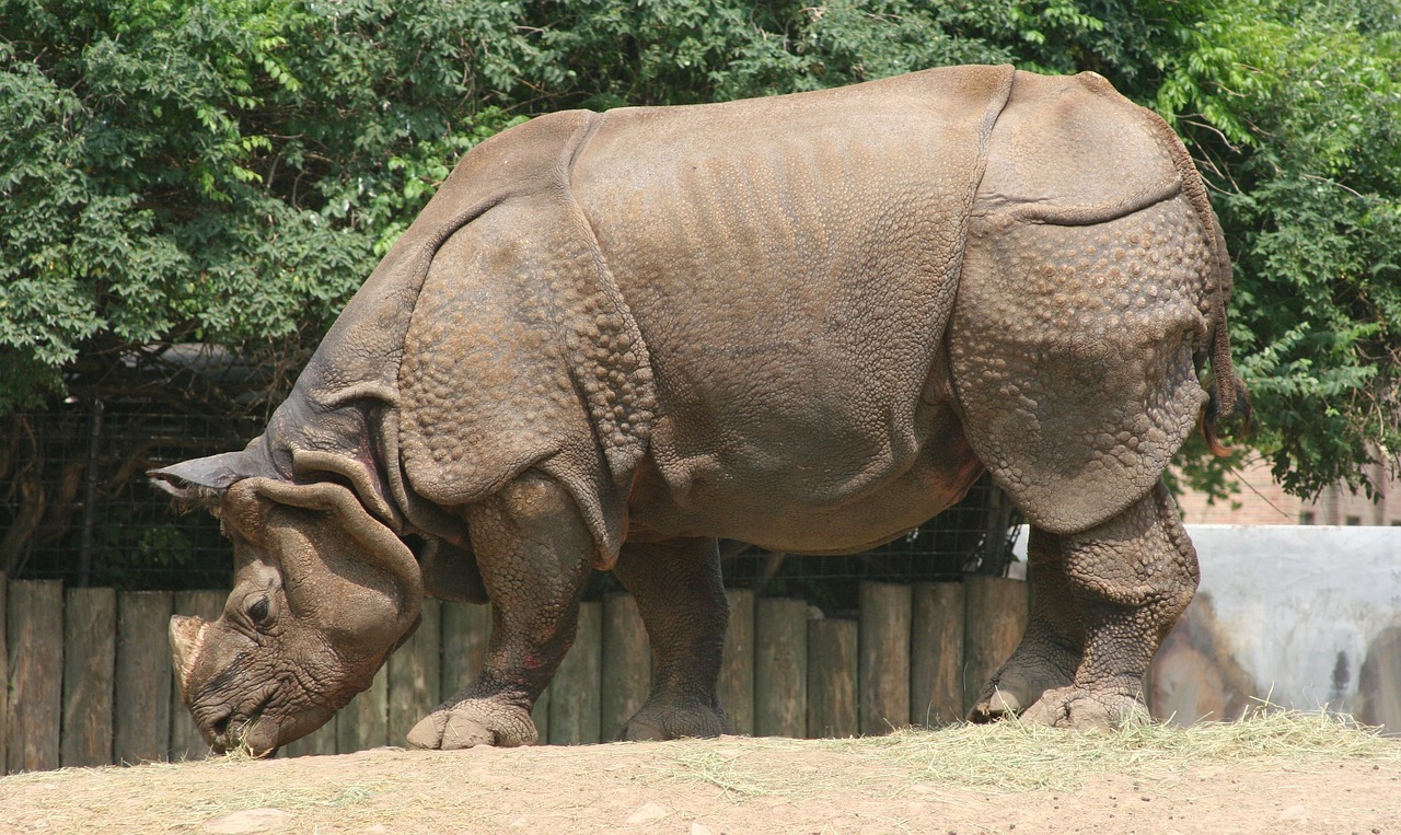 rhinoceros zoo wildlife free photo