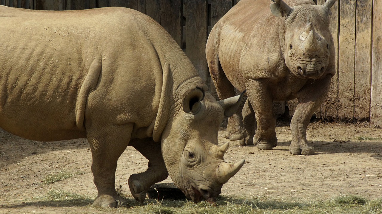rhinoceros horn animal free photo