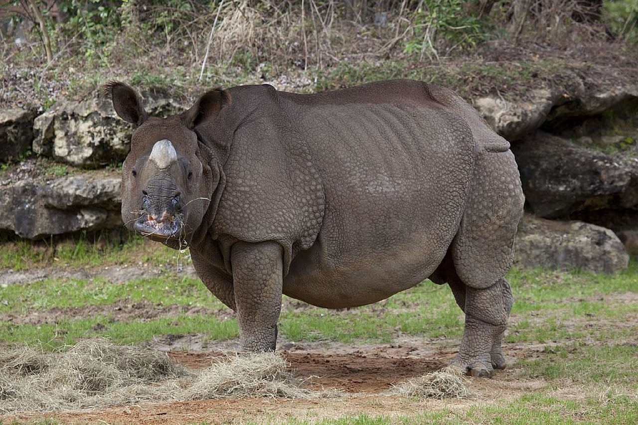 rhinoceros zoo wildlife free photo