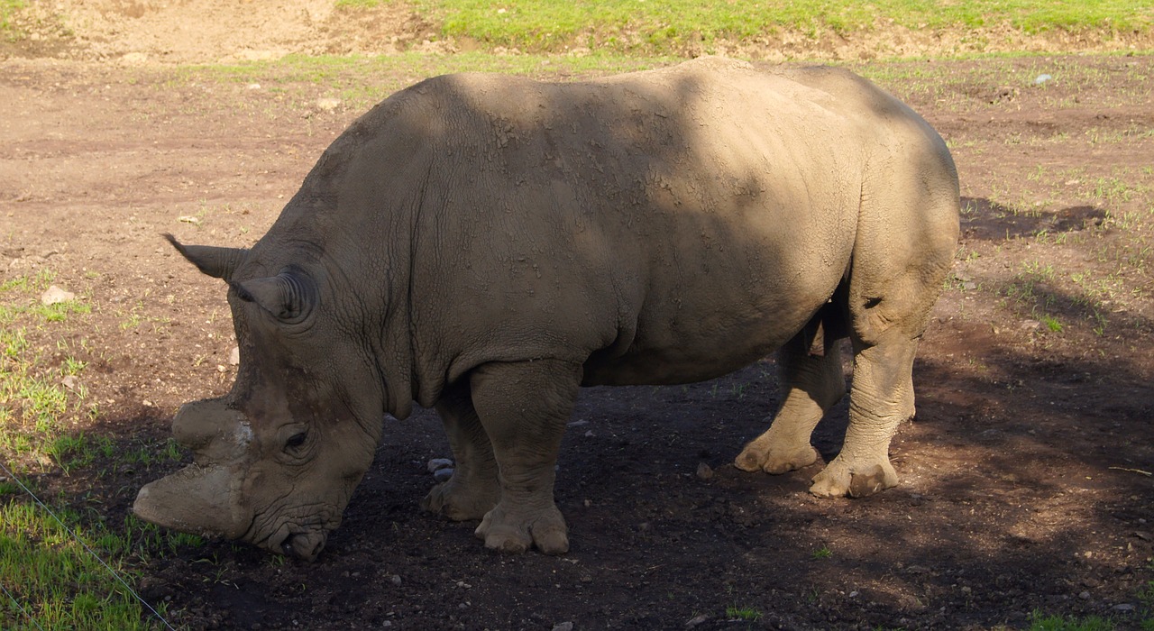 rhinoceros zoo animal free photo
