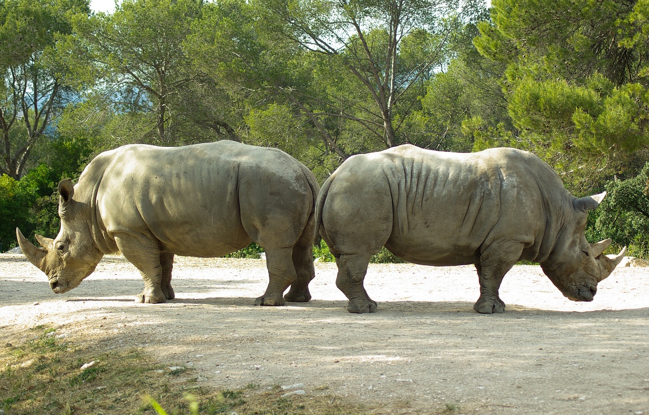rhinoceros horns wild animal free photo