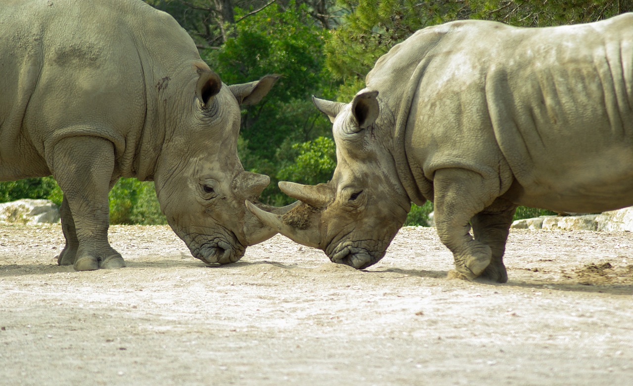 rhinoceros horn wild animal free photo