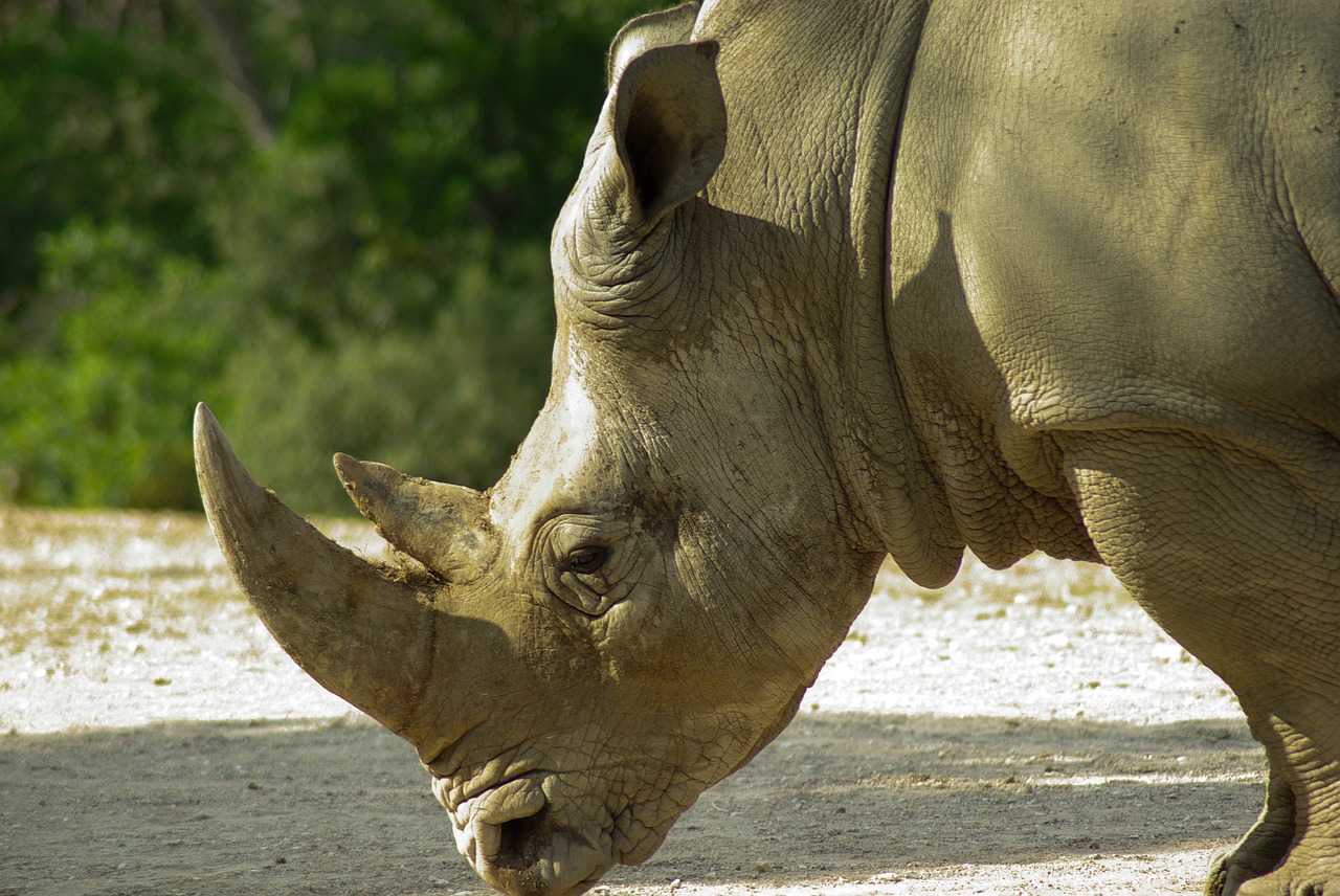 rhinoceros horns wild animal free photo