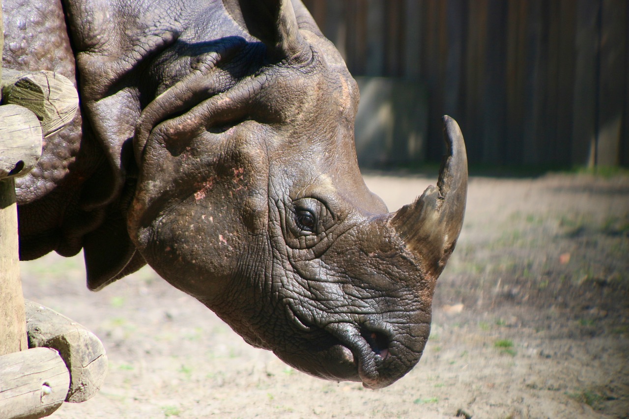 rhinoceros defence africa free photo