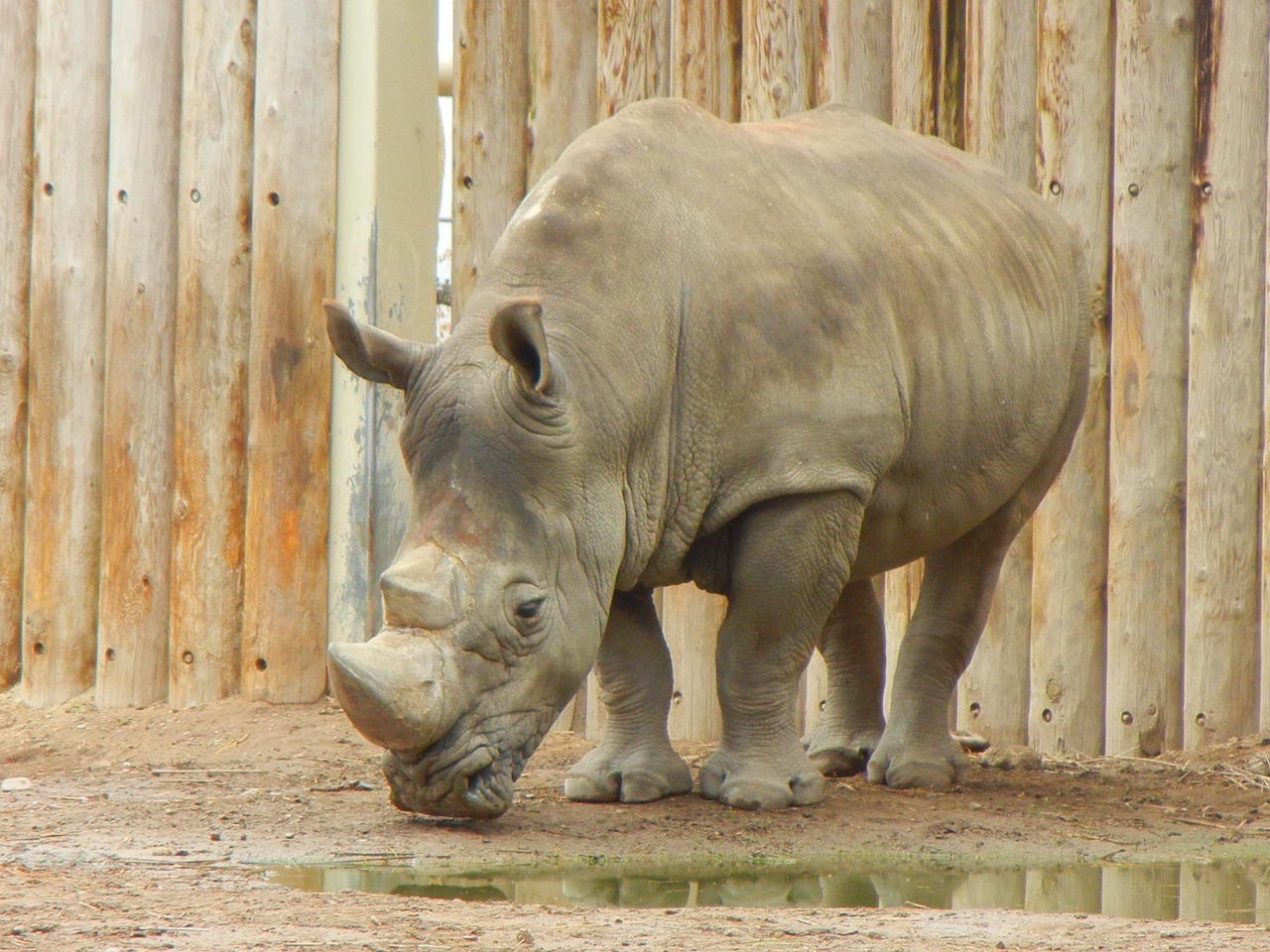 rhinoceros animals zoo free photo