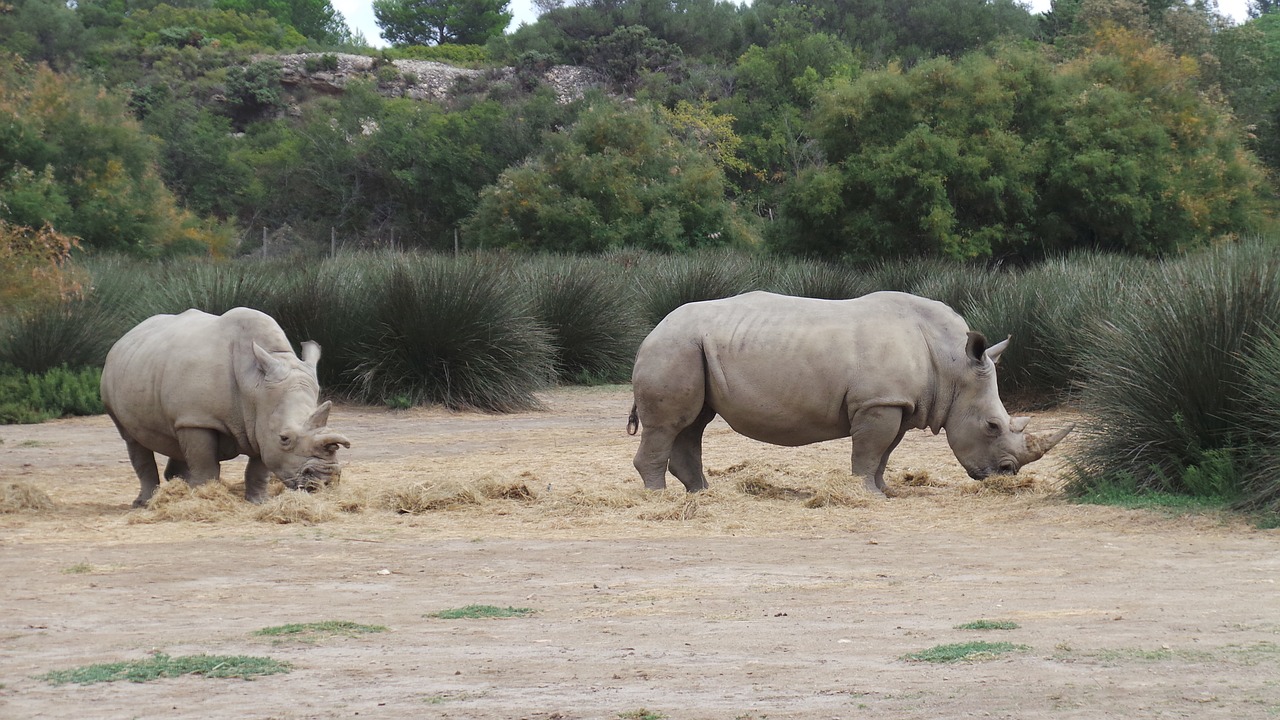 rhinoceros african reserve sigean free photo