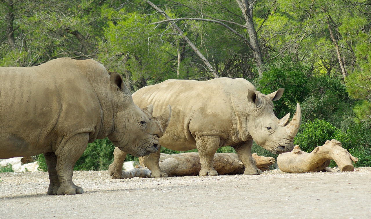 rhinoceros zoo africa free photo