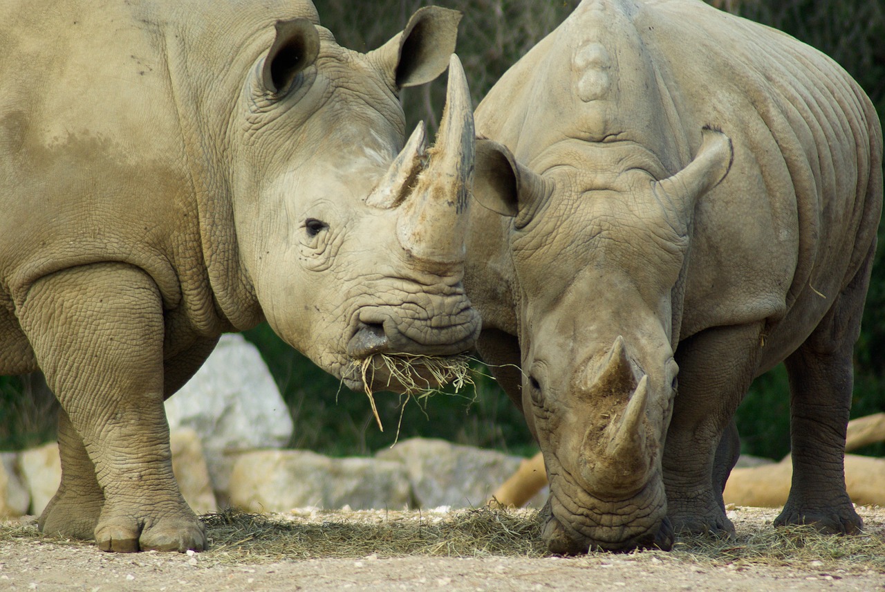rhinoceros africa defenses free photo