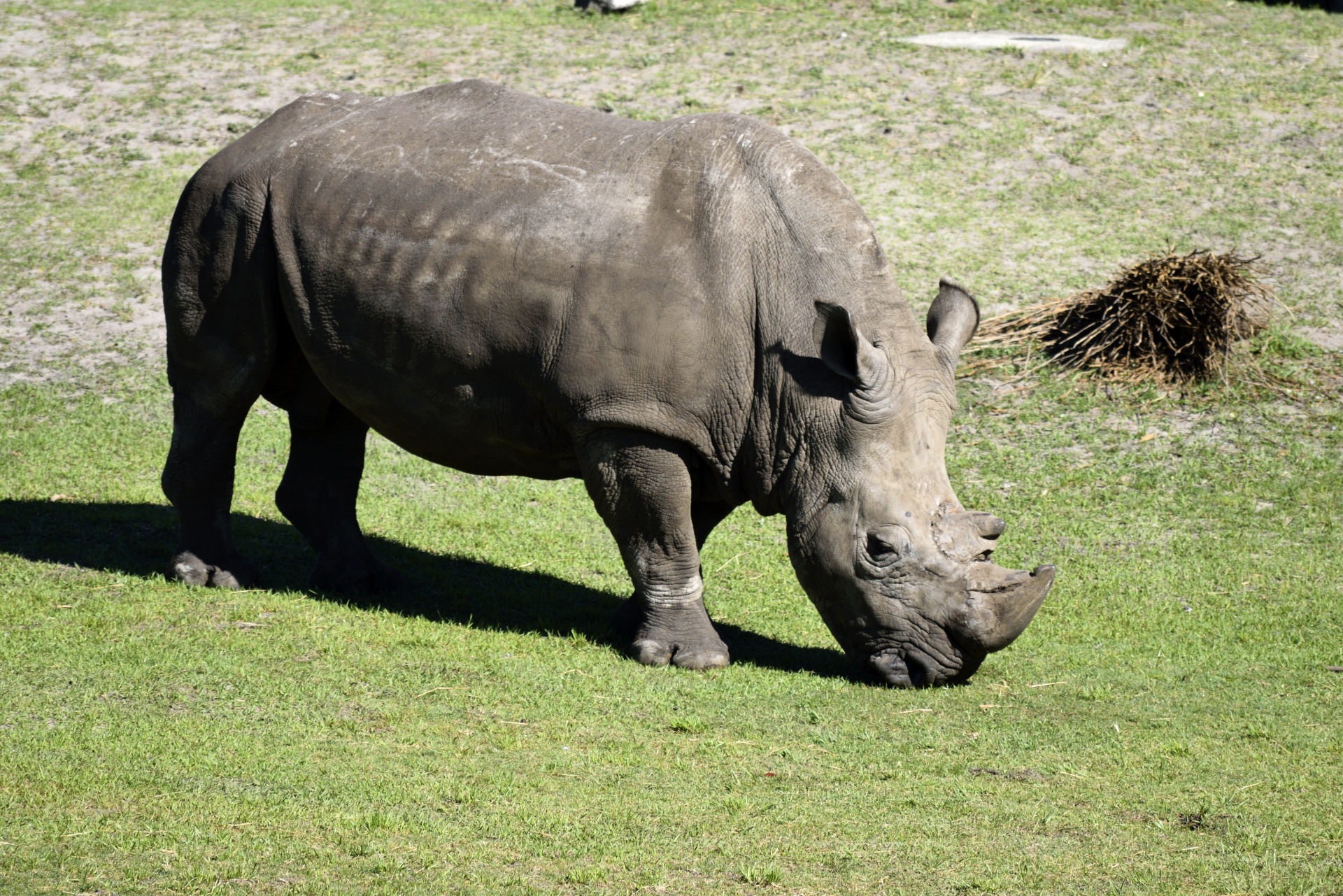 rhino wildlife animal reserve free photo