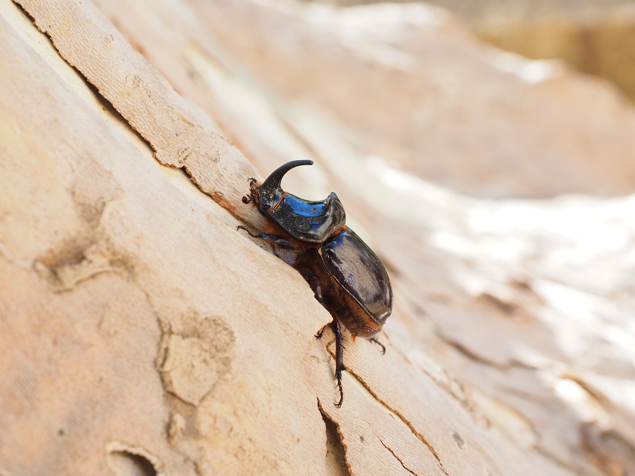 rhinoceros beetle beetle krabbeltier free photo