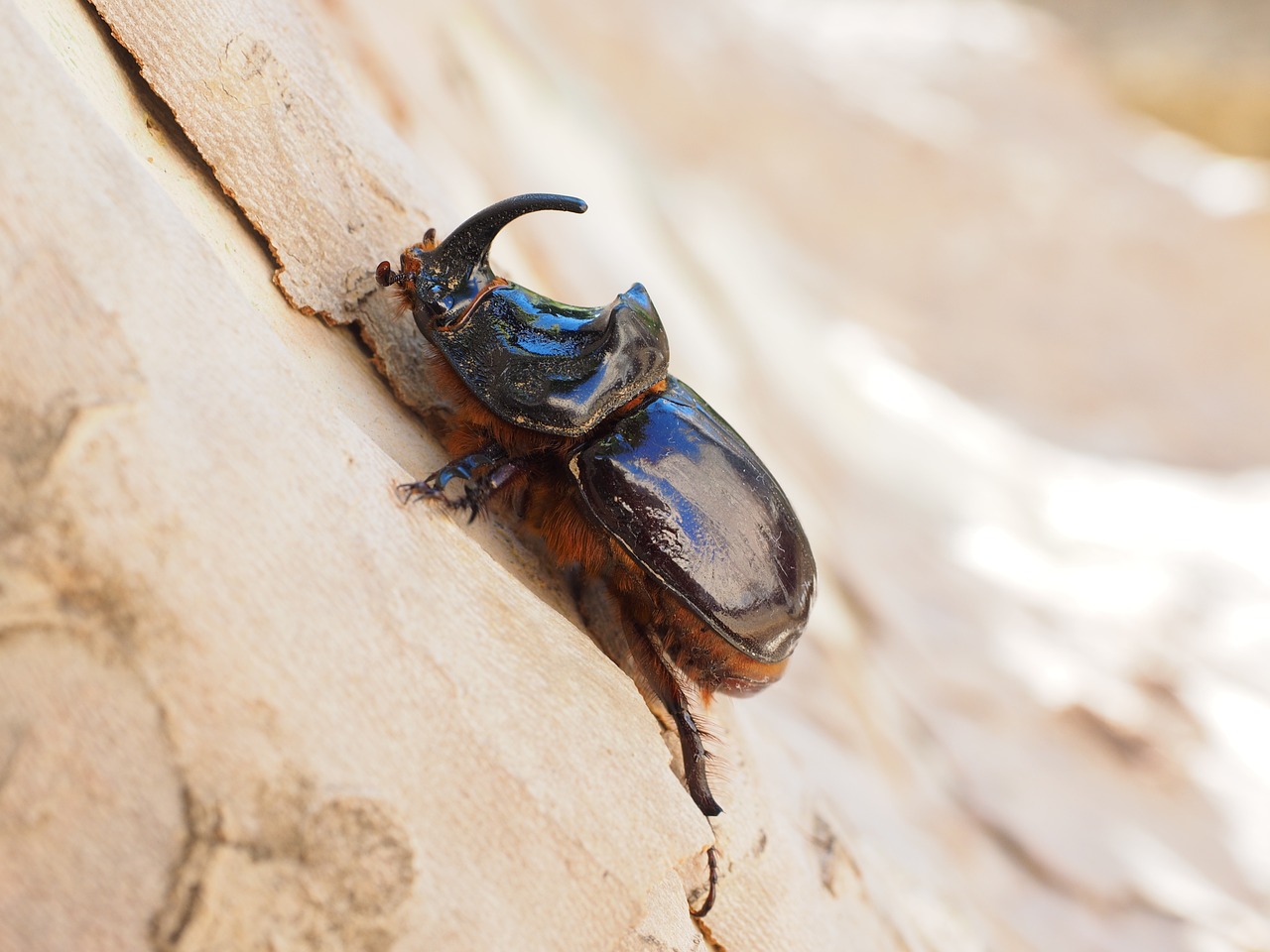 rhinoceros beetle beetle horn free photo