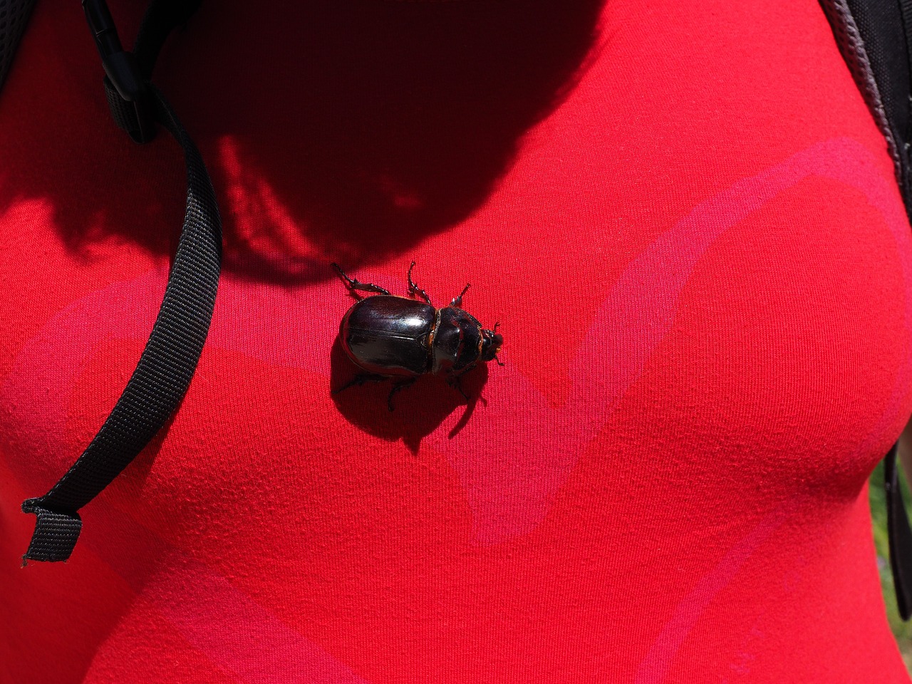 rhinoceros beetle beetle krabbeltier free photo