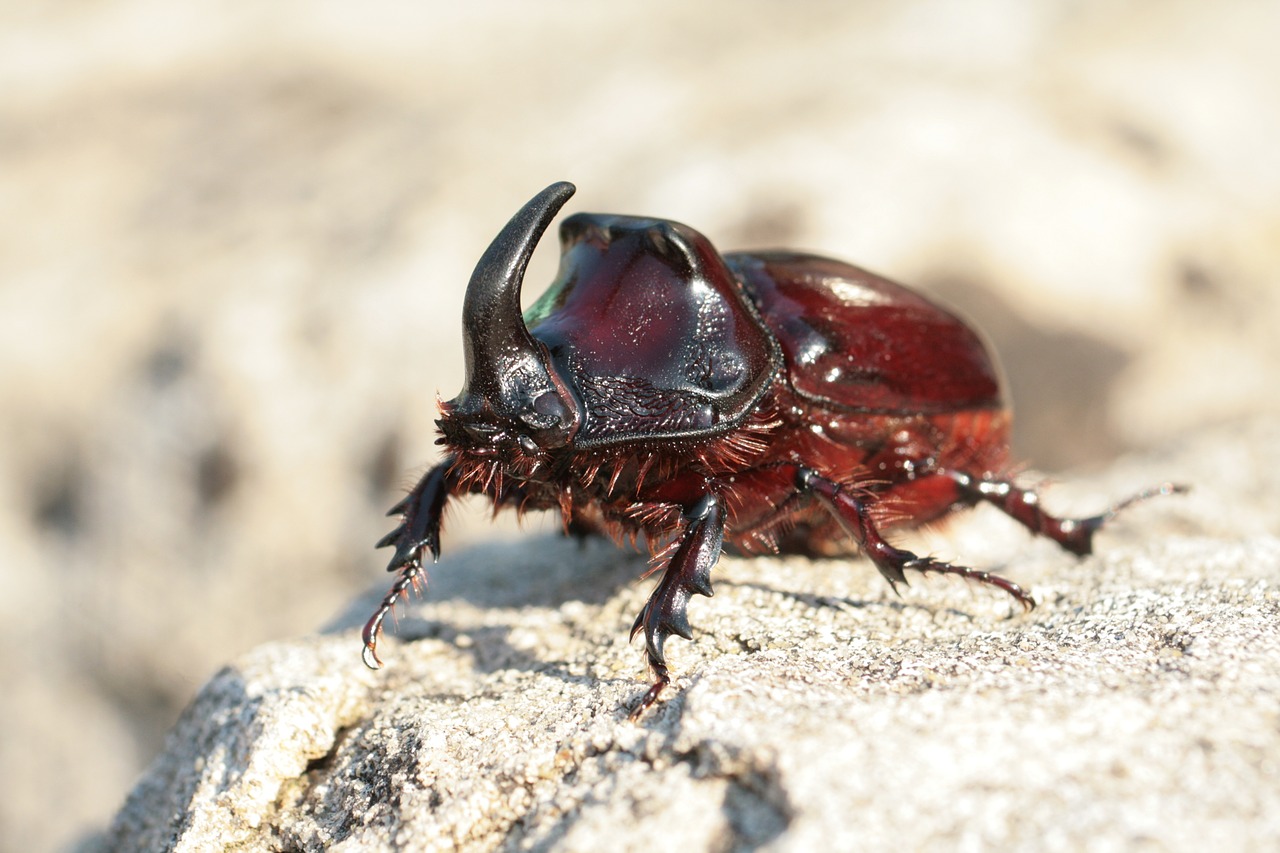 rhinoceros beetle beetle oryctes nasicornis free photo
