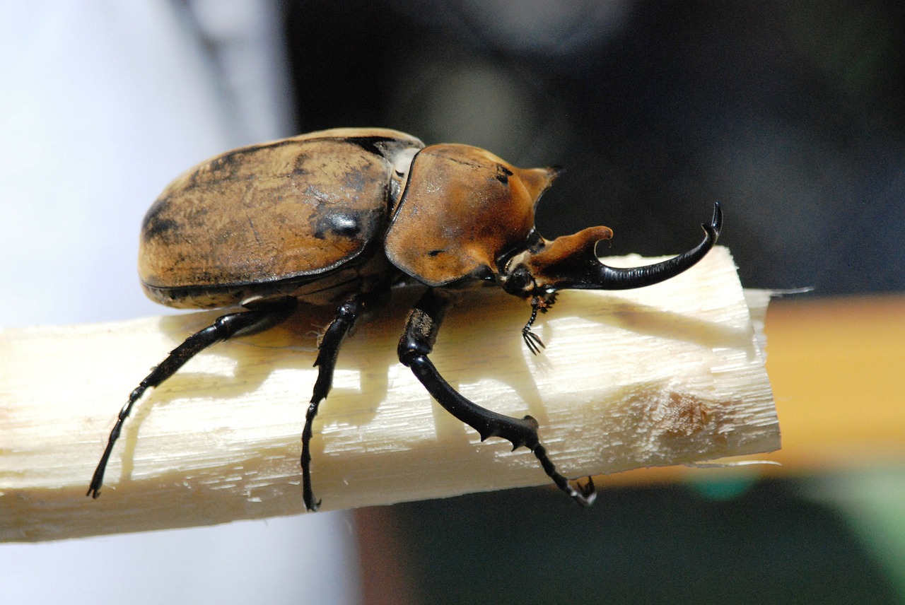 rhinoceros beetle beetle insect free photo