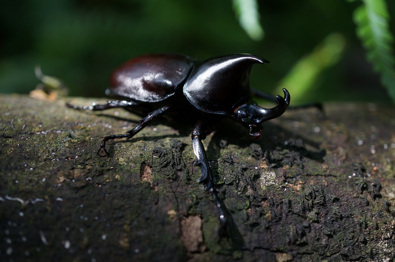 rhinoceros beetle errors insect free photo