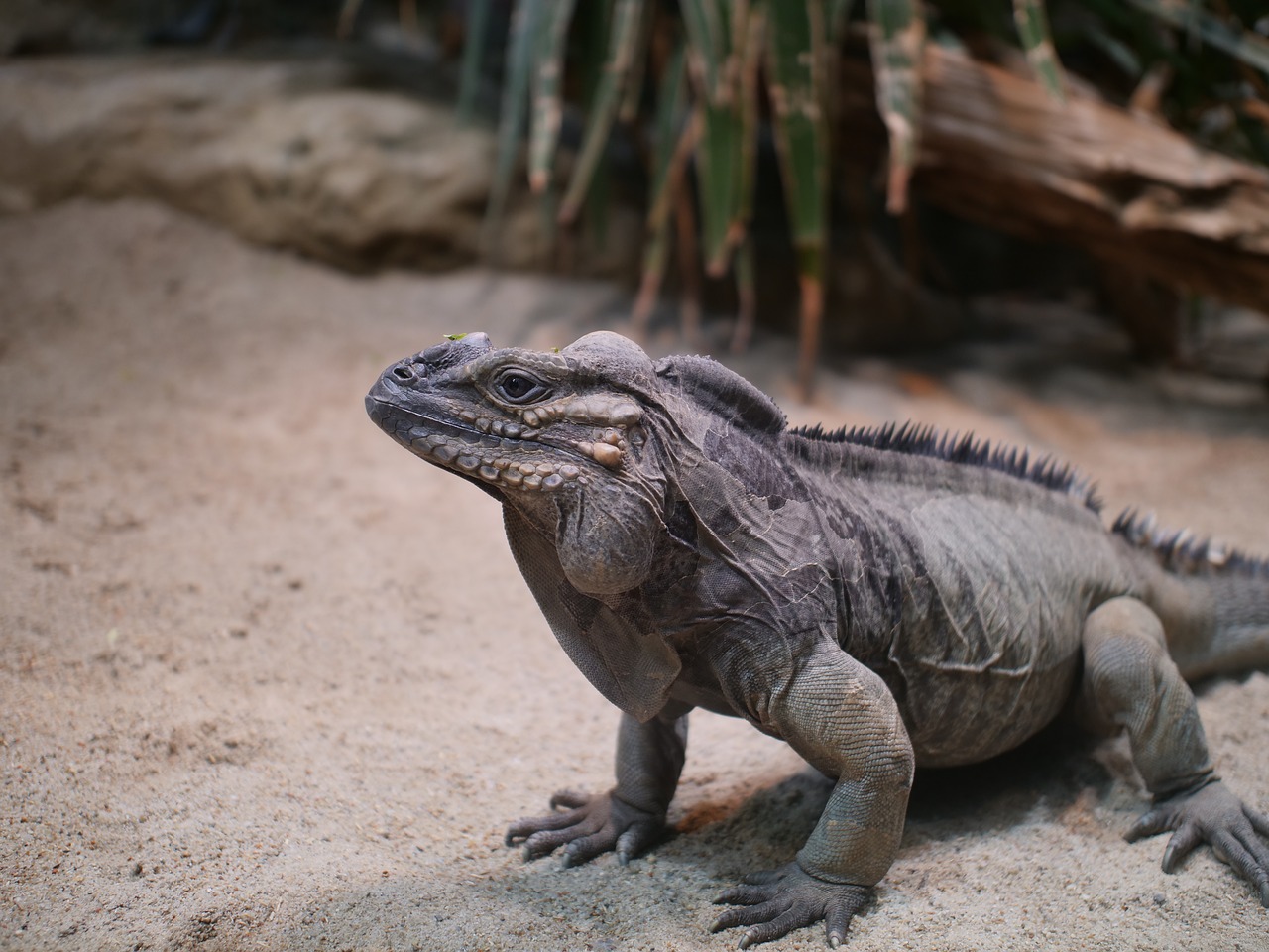 rhinoceros iguana iguana reptile free photo