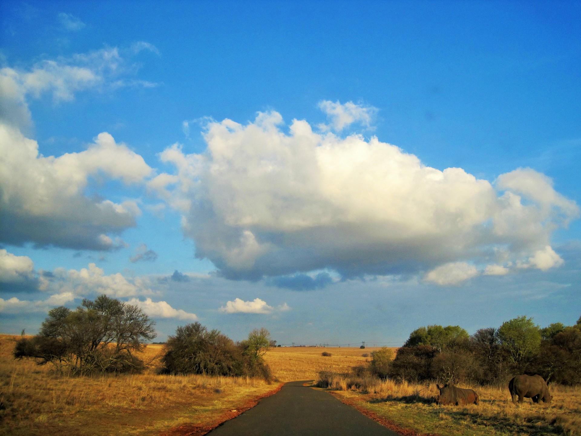 veld nature road free photo