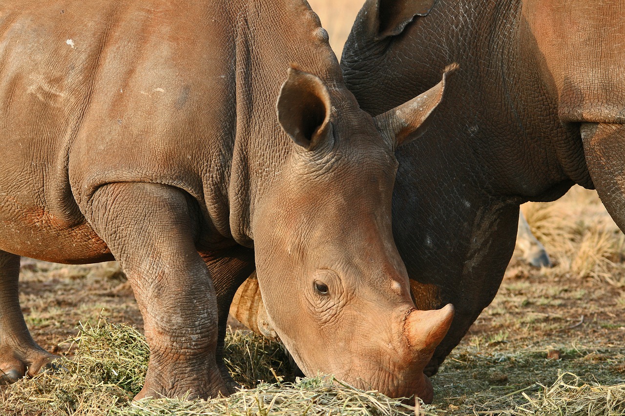 rhinoceros pair game animals free photo