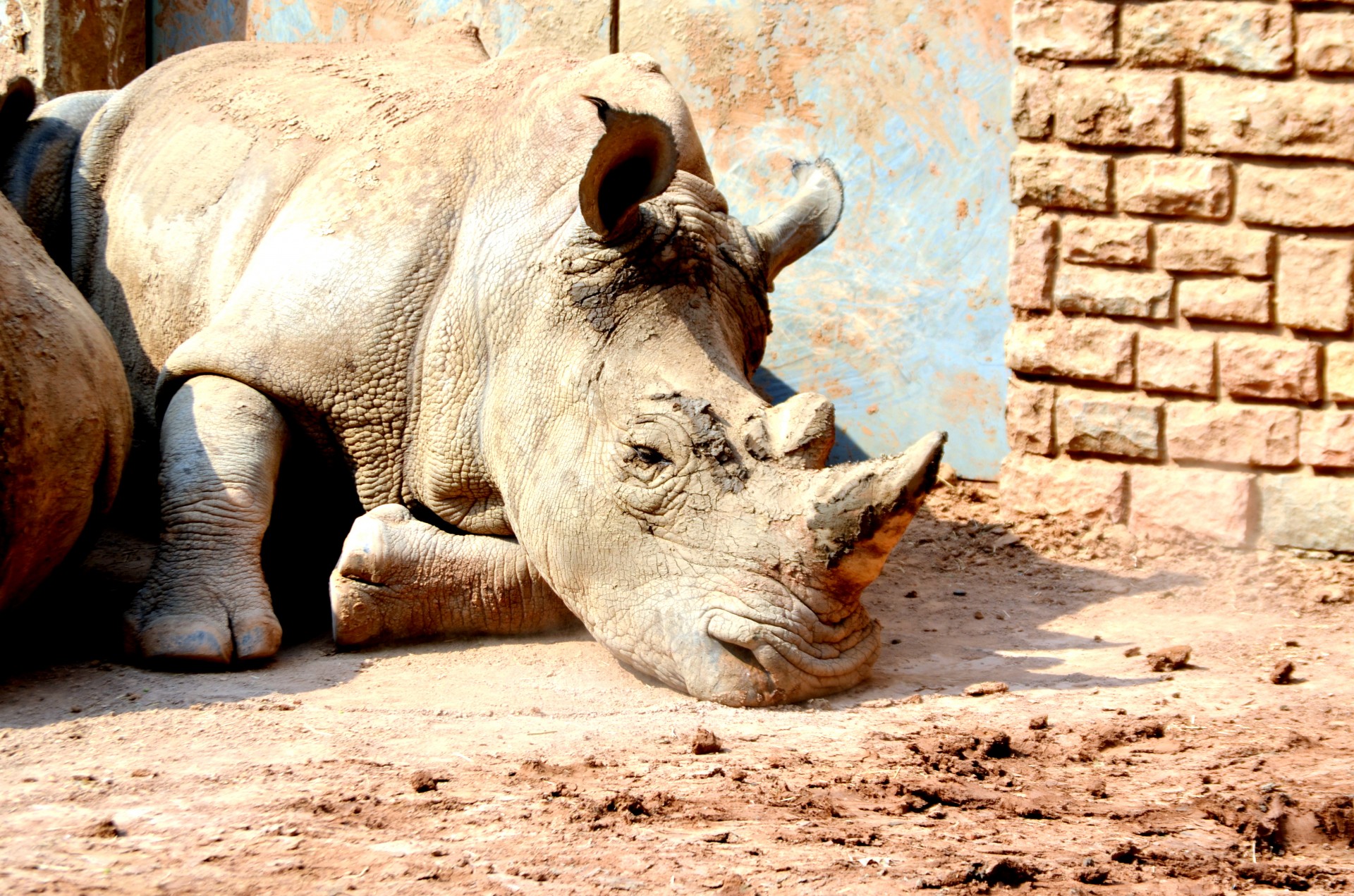 animals rhino rhinoceros free photo
