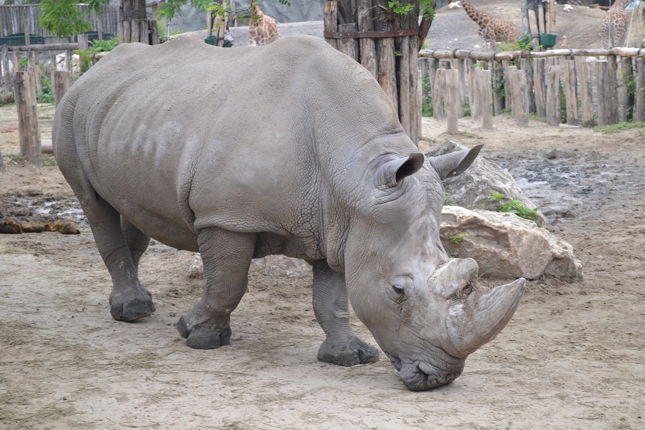 rhinocérosz rhinoceros zoo free photo