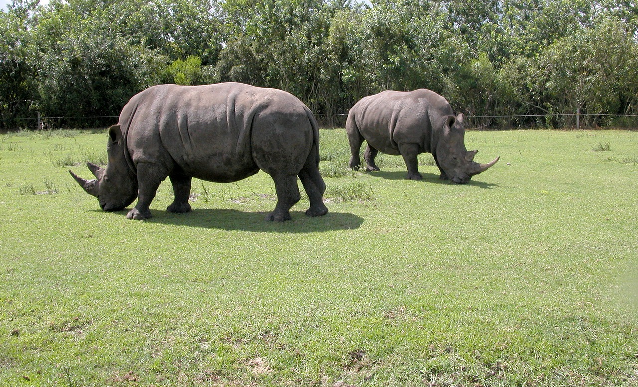 rhinos wildlife animal free photo