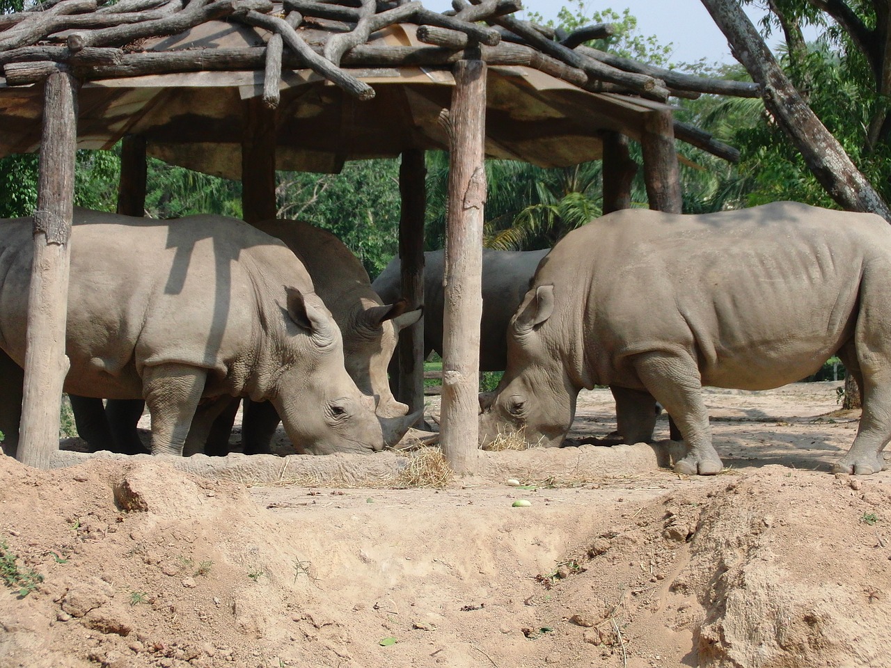 rhinos zoo eat free photo