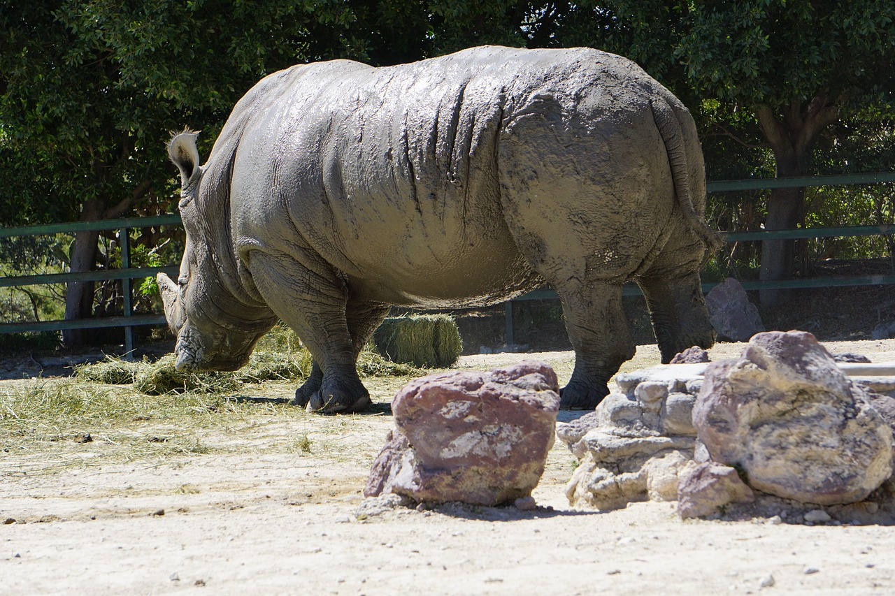 rhinos  placental mammals  black rhino free photo