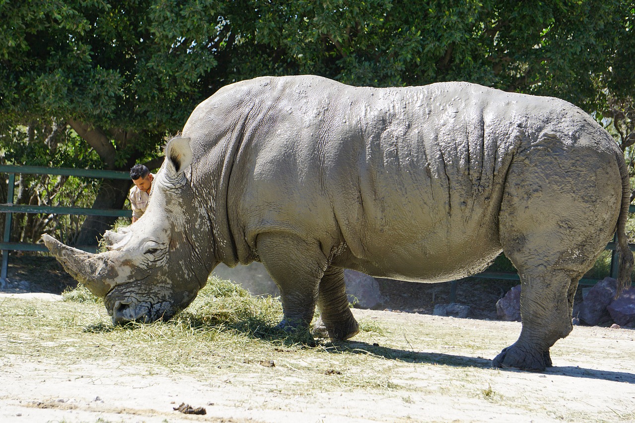 Носорог фото и описание