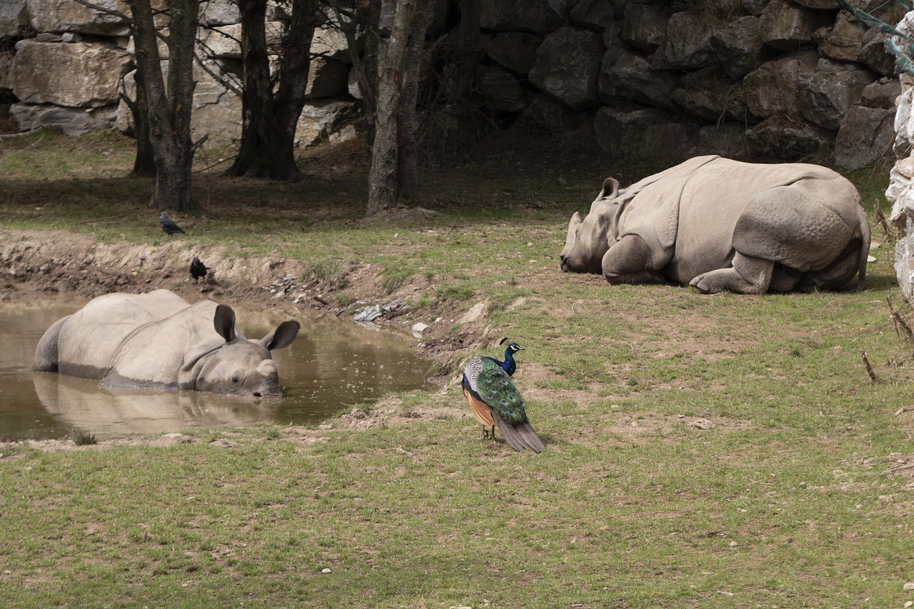 rhinos  peacock  animals free photo