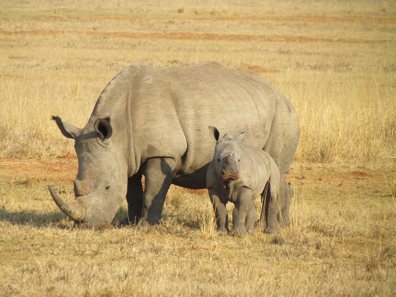 rhinos rhinoceroses rhinoceros free photo