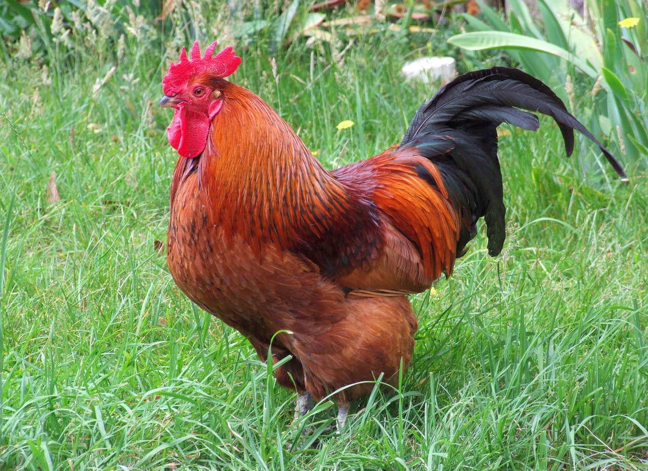 rhode island red rooster chicken free photo