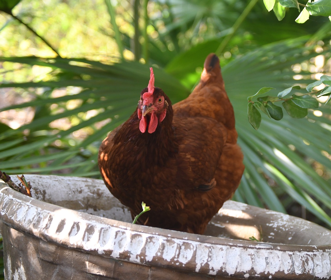 rhode island red chicken hen free photo