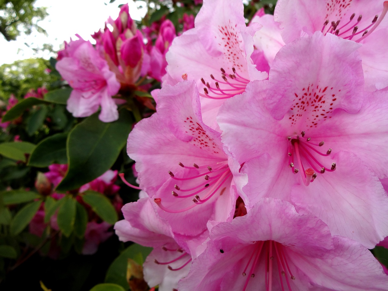 rhodedendron pink flower close up garden flower free photo