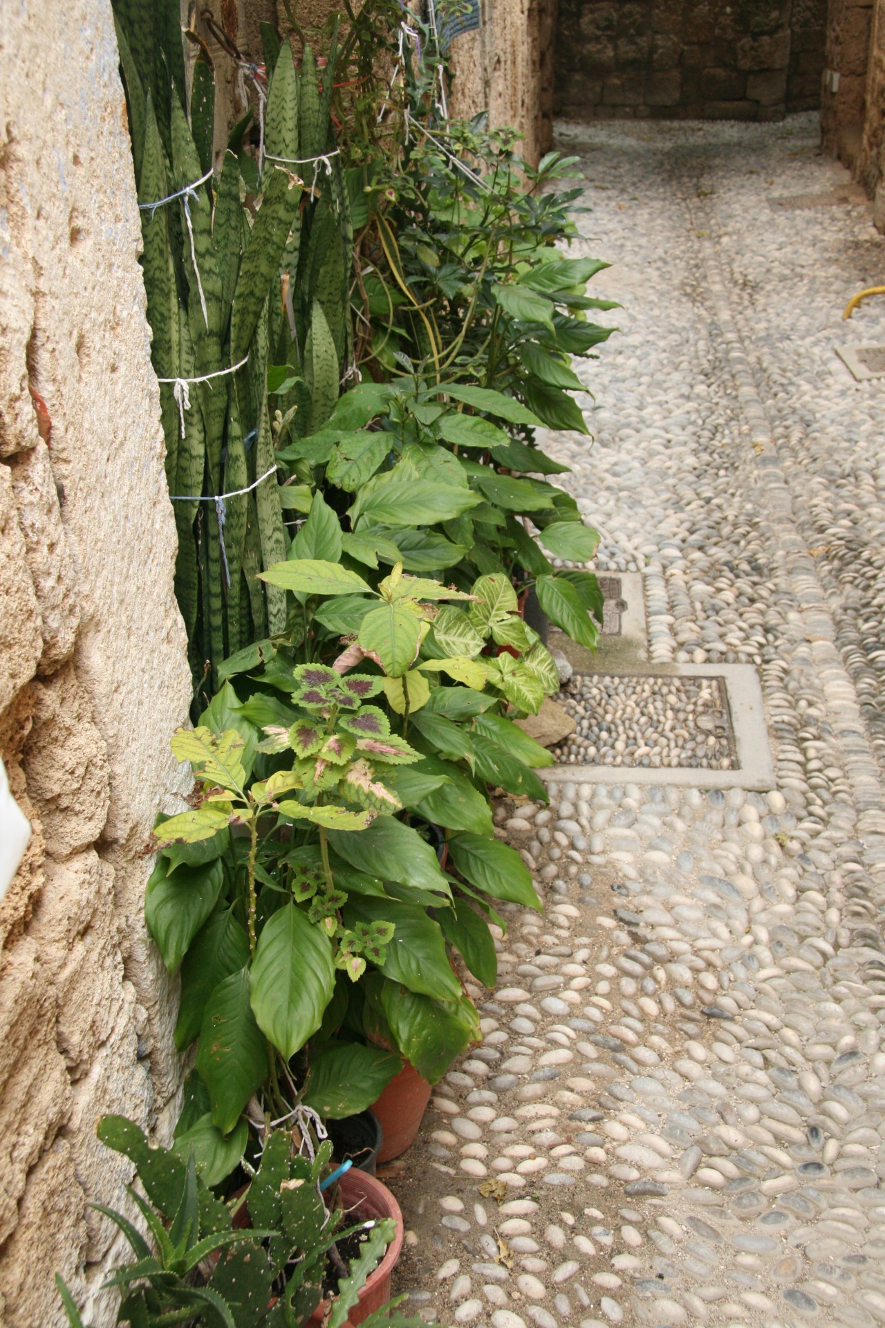 rhodes potted plants free photo