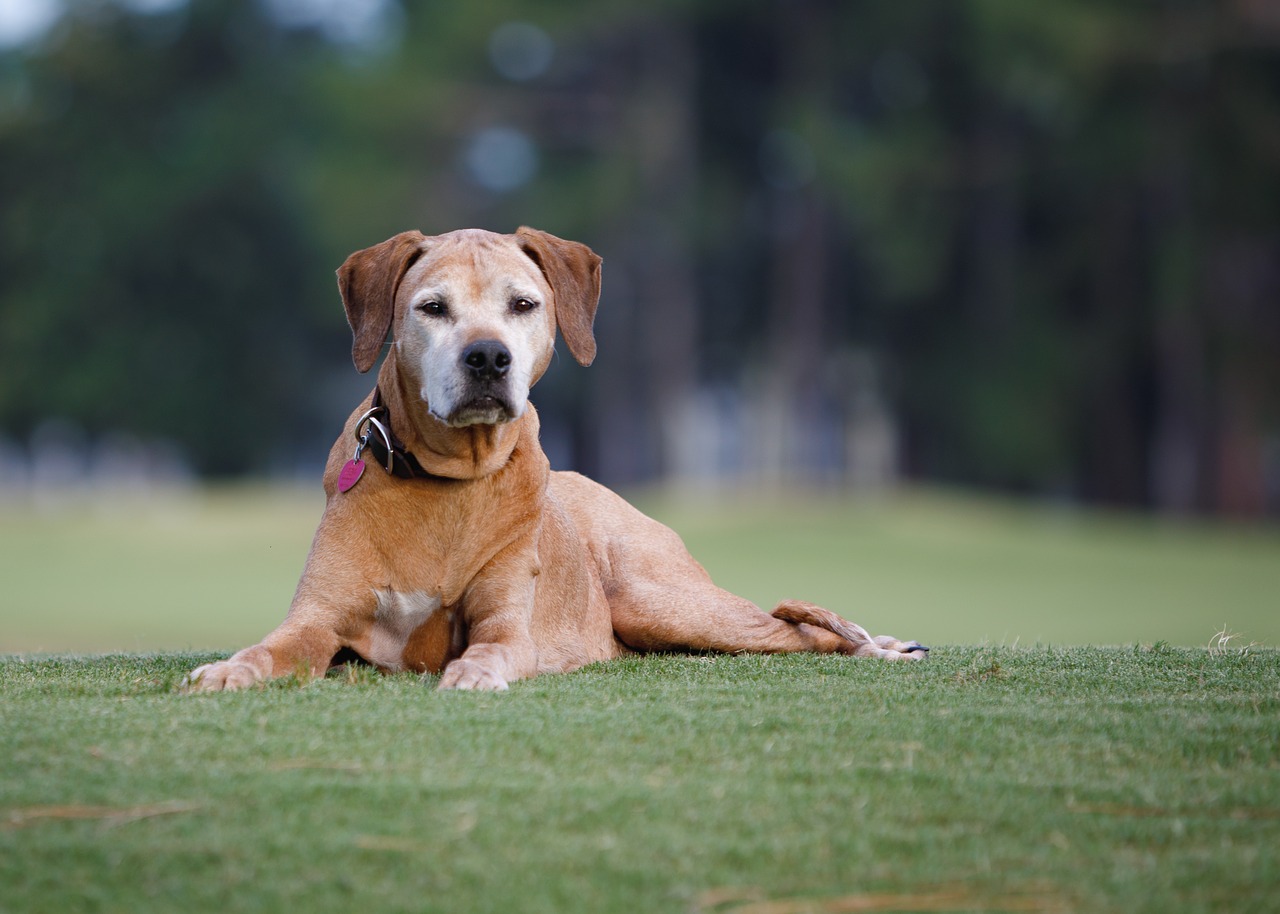 rhodesian  ridgeback  dog free photo